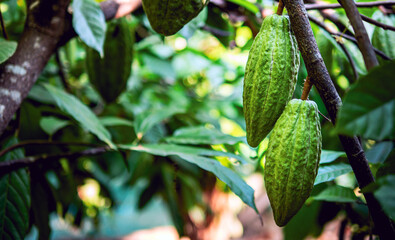 Wall Mural - Close-up of green raw Cacao pods grow on trees. The cacao fruits, Raw cocoa cacao tree plant fruit plantation