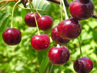 Wall Mural - close-up of ripe cherries on a tree in the garden 