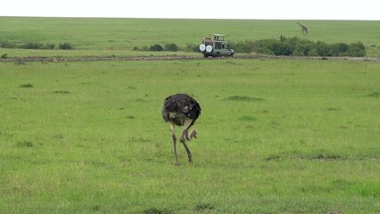 Wall Mural - Female ostrich walking on the green grass searching for food in Maasai Mara National Reserve, Kenya