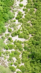 Wall Mural - Top view of coastline with green mangroves and forest. Mangrove landscape. Bantayan island, Philippines.