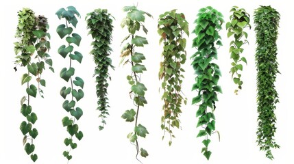 Wall Mural - Isolated on white, ten different creeping plants