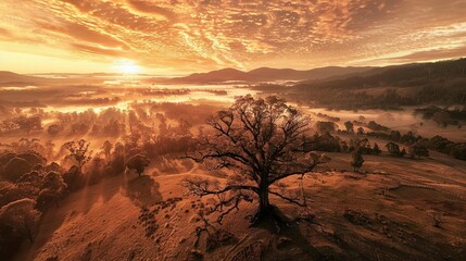 Wall Mural -   A photo from above of a solitary tree in a grassy field, surrounded by clouds, at dusk with the setting sun
