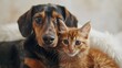 © horizon - A photo shows a cat and dog sitting together and looking at the camera with a white background.