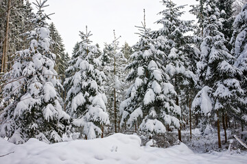 Wall Mural - Trees in a snowy field on a cloudy day