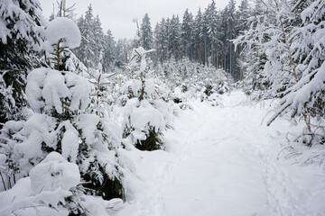 Wall Mural - Trees in a snowy field on a cloudy day