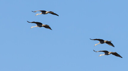 Sandhill Crains flying in the sky 