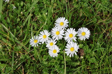 Cluster of daisies in a green meadow