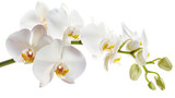 orchid flower white background