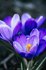 Wall Mural - the violet flowers are blooming in the dark ground of the forest