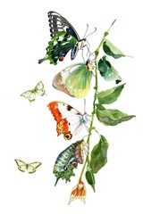 Aufkleber - Colorful butterflies resting on a branch, suitable for nature themes