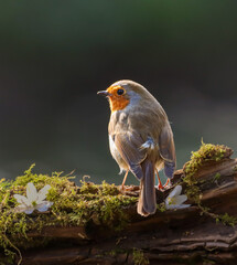 Wall Mural - Close-up of a tiny orange Robin perched on a tree