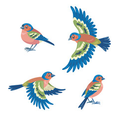 Poster - Set of four finch birds flying and sitting. Isolated on white background. Vector flat illustration.