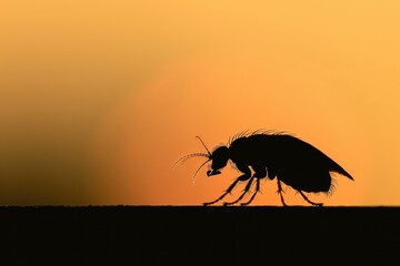 Poster - A bug walking across a field. Suitable for nature and wildlife themes