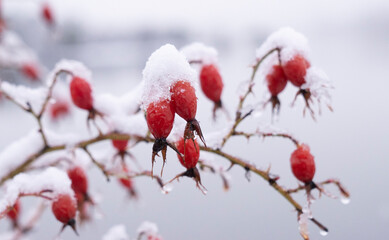 Closeup view of of Rosa rubiginosa, also known as Rosa Mosqueta, branches and ripe red berries, growing in the forest in winter. The snow covers the fruits and plant