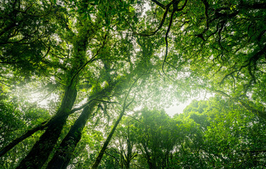 Wall Mural - Looking up view of tree trunk to green leaves of tree in forest with sun light. Fresh environment in green woods. Forest tree on sunny day. Natural carbon capture. Sustainable conservation and ecology