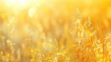 Wall Mural - golden fields of wheat with sunlight in background
