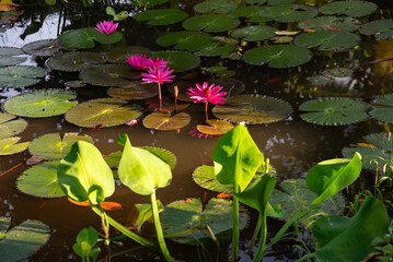 Wall Mural - Pink water lily flower in pond with morning light