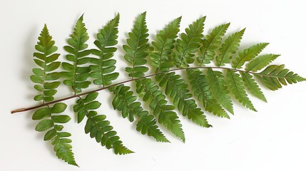 Canvas Print - Illustrate a shape that resembles a fractal fern, with delicate fronds that branch out recursively.