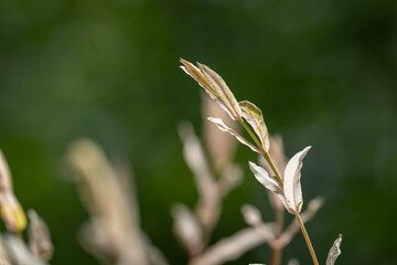 Wall Mural - Detail of beautiful willow leaves.