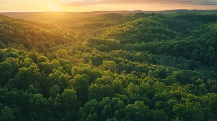 Sunset over a forested hill, warm hues lighting up the treetops, tranquil and serene atmosphere, perfect for evening nature scenes, isolated background for simplicity.