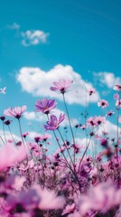 Wall Mural - Dreamy cosmos flowers against blue sky