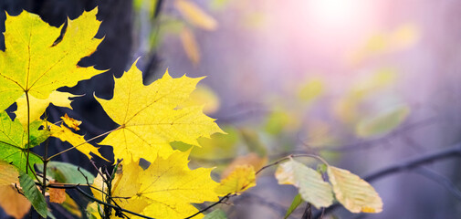 Canvas Print - Maple branch with yellow leaves in the forest on a blurred background on a sunny day in autumn