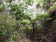 © Janine - Hiker on the almost impassable rainforest tropical Powerline Trail in the middle of Kauai, Hawaii, nature