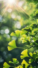 Wall Mural - Sunlight filtering through fresh green ginkgo leaves