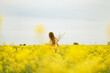 © Austockphoto - Long haired girl playing in vibrant canola field in full bloom during Spring season