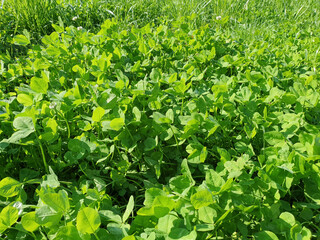 Wall Mural - clover meadow background