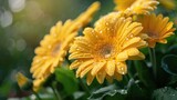 Close up of a big green gerbera shrub showcasing large yellow blooms