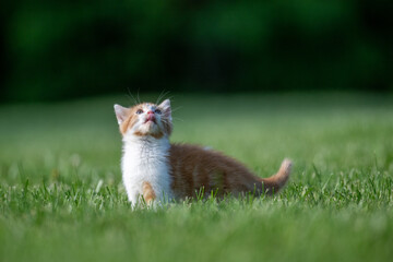 Poster - Cute yellow and white kitten in the grass