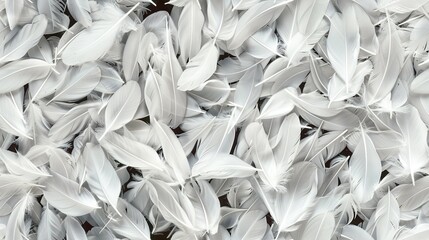 Wall Mural -   Close-up white feathers on brown backdrop with black and white feather photo