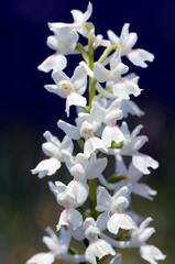 Canvas Print - White or albino variety of the wild orchid Orchis mascula