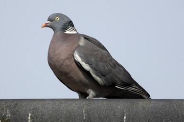 pigeon