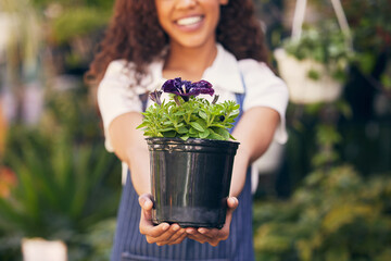 Wall Mural - Florist, hands and plants pot for market, small business owner and garden with career happiness, offer or sale. Happy entrepreneur, seller or person giving flowers in shop or store for eco startup