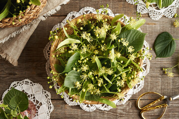 Wall Mural - Fresh linden or Tilia cordata flowers in a wicker basket in spring