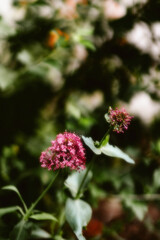 Wall Mural - red and white flower