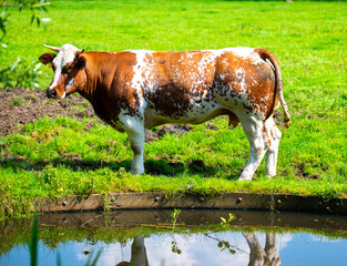 A cow on the meadow.