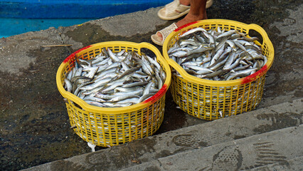 Wall Mural - baskets full of fish at phu quoc harbor