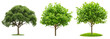 © QuietWord - spring or summer fresh green tree on grass field collection set PNG isolated transparent background