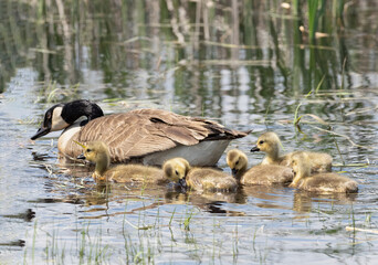 Wall Mural - Canada goose with goslings swimming as a family in cool waters in spring