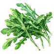 © shooreeq - Ultra realistic watercolor style illustration of beautiful fresh tasty arugula, high detailed, close up, isolated on white