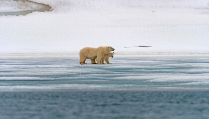 Wall Mural - Polar Bear Mom and Cub Huddling on the Ice