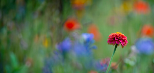 Wall Mural - beautiful meadow flowers with nice bokeh - soft focus art floral background