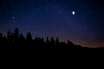 Wall Mural - Countless twinkling stars in night sky over forest