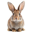© Mustafa - A cute brown rabbit with large ears and a fluffy coat sits on a transparent background