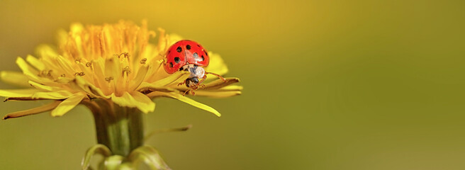 Two ladybugs on the petals of a dandelion macro