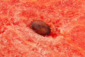 Wall Mural - Extreme (macro ) close-up of organic watermelon (Citrullus Lanatus), showing water glands, natural fiber, and xylem as wallpaper background.