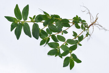 The leaves of patikan kebo (Euphorbia hirta L, Garden spurge, Asma weed, Snake weed, Milkweeds) isolated in white are a wild plant that can be used as herbal medicine.